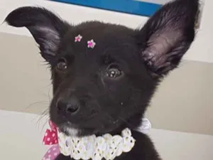 Cachorro raça Vira lata idade 2 a 6 meses nome S/ nome