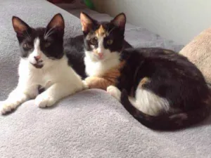Gato raça Vira lata idade 2 a 6 meses nome Sem nome