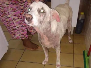 Cachorro raça Vira-latas idade 4 anos nome Bob