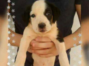 Cachorro raça Mestiço de Border Collie idade 2 a 6 meses nome Sem Nome