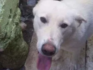 Cachorro raça não sei idade 2 anos nome LIka