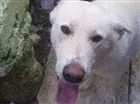 Cachorro raça não sei idade 2 anos nome LIka