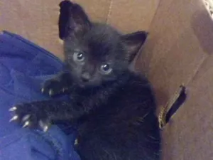 Gato raça  idade 2 a 6 meses nome Banana (Abigail)