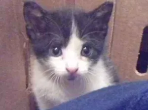 Gato raça  idade 2 a 6 meses nome Aurora