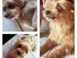 Cachorro raça Yorkshire  idade 6 ou mais anos nome Caco