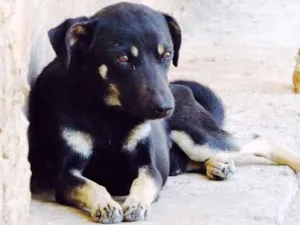 Cachorro raça SRD idade  nome NINO