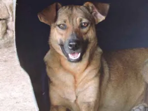 Cachorro raça SRD idade 1 ano nome MELL