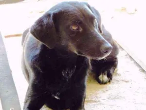 Cachorro raça SRD idade 1 ano nome GLÓRIA