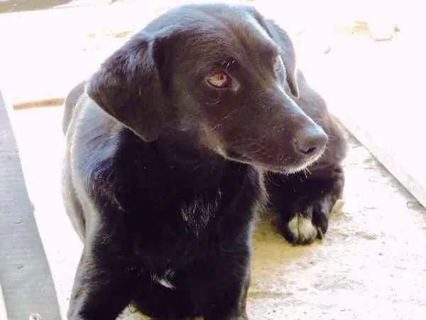 Cachorro ra a SRD idade 1 ano nome GLÓRIA