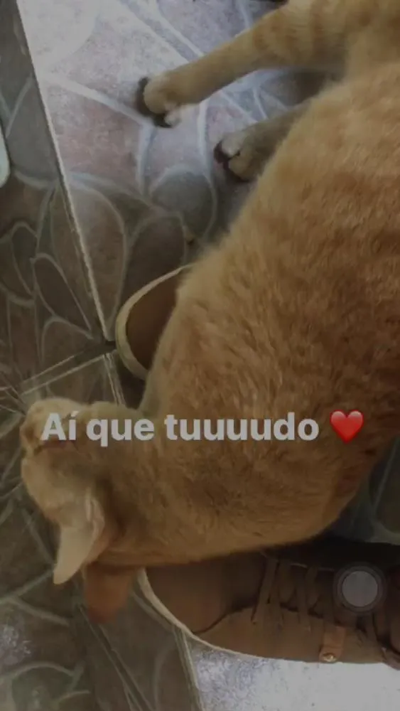 Gato ra a Vira Lata  idade 2 anos nome Fred