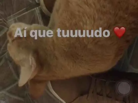 Gato ra a Vira Lata  idade 2 anos nome Fred
