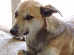 Cachorro raça SRD idade 1 ano nome CHICO