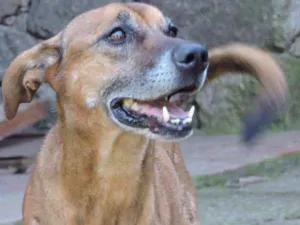 Cachorro raça SRD idade 6 ou mais anos nome BETO