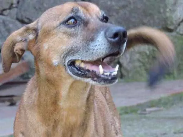Cachorro ra a SRD idade 6 ou mais anos nome BETO