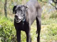 DOGÃO