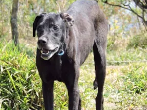 Cachorro raça Dog Alemão idade 5 anos nome DOGÃO