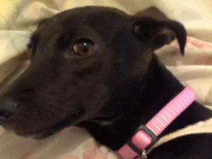 Cachorro raça Srd idade 7 a 11 meses nome Rebeca