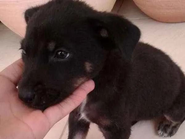 Cachorro ra a Não sei  idade 2 a 6 meses nome Não sei o nome 