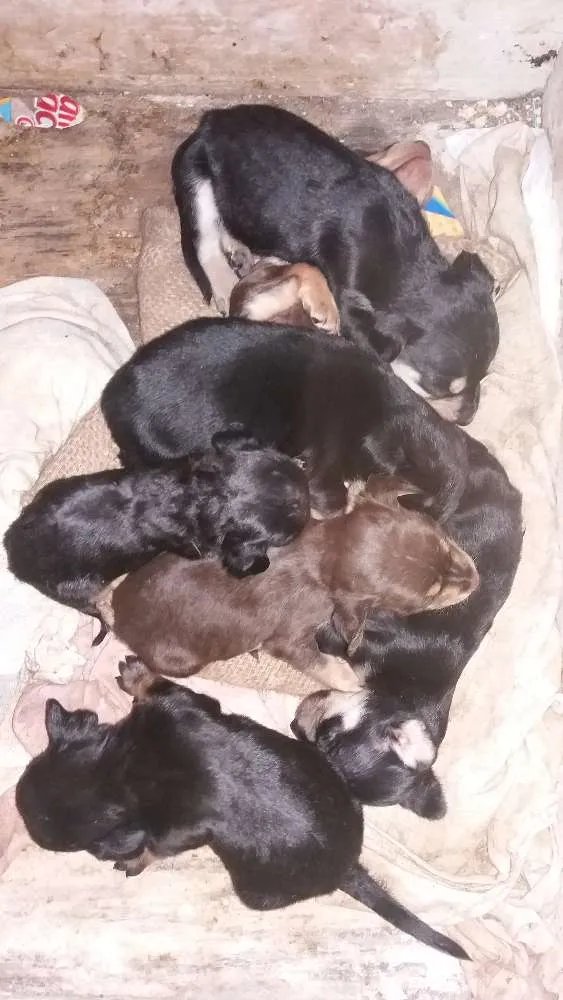 Cachorro ra a Mestiço Bace  idade Abaixo de 2 meses nome Filhotes