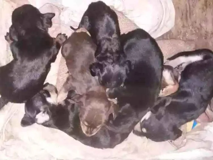 Cachorro ra a Mestiço Bace  idade Abaixo de 2 meses nome Filhotes