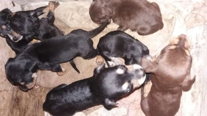 Cachorro ra a Mestiço Bace  idade Abaixo de 2 meses nome Filhotes