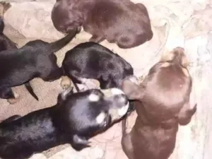 Cachorro raça Mestiço Bace  idade Abaixo de 2 meses nome Filhotes