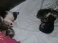 Muito fofos