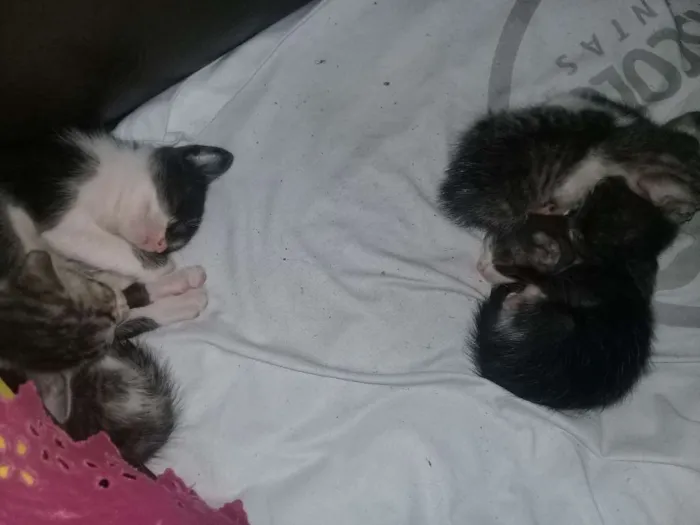 Gato raça Vira lata  idade Abaixo de 2 meses nome Muito fofos