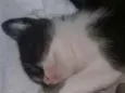 Muito fofos