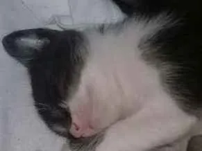 Gato raça Vira lata  idade Abaixo de 2 meses nome Muito fofos