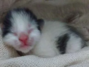 Gato raça  idade Abaixo de 2 meses nome Sem nome