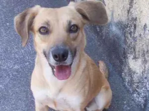 Cachorro raça indefinida idade 1 ano nome Mel