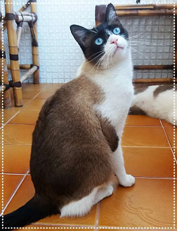 Gato ra a srd idade 2 anos nome Luigi