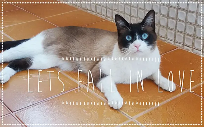 Gato ra a srd idade 2 anos nome Luigi
