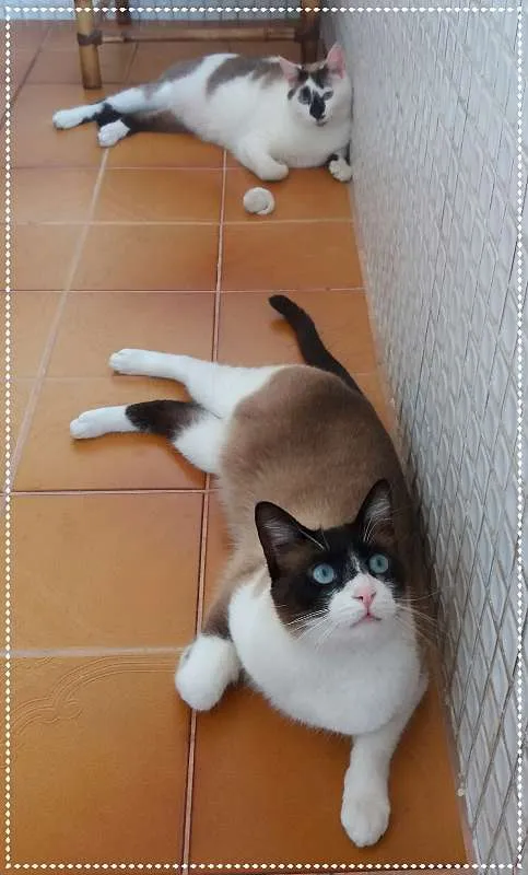 Gato ra a srd idade 2 anos nome Luigi