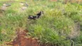 Casal abandonados sa