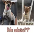 Canela
