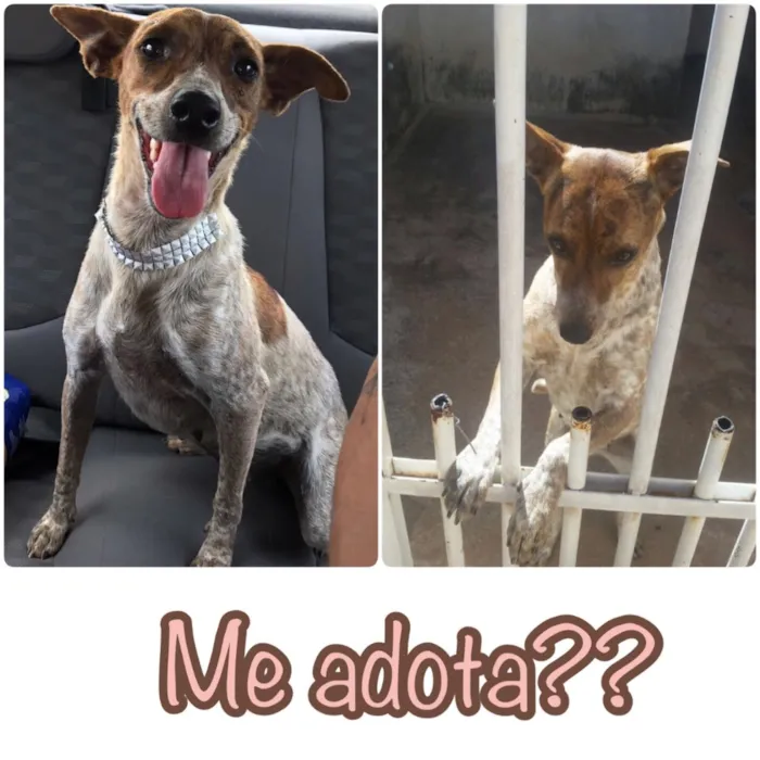 Cachorro ra a SRD idade  nome Canela