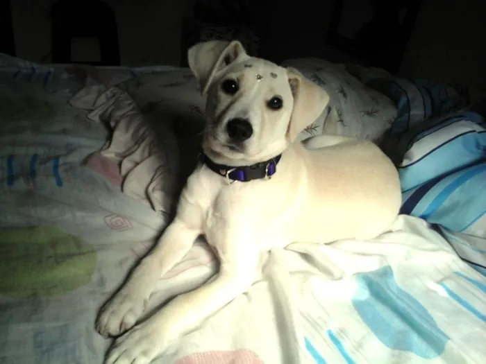 Cachorro ra a SRD idade 1 ano nome Akira