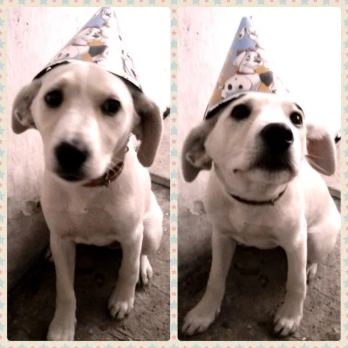 Cachorro ra a SRD idade 1 ano nome Akira