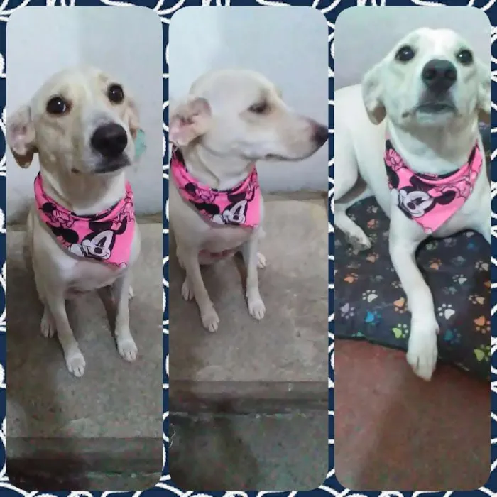 Cachorro ra a SRD idade 1 ano nome Akira