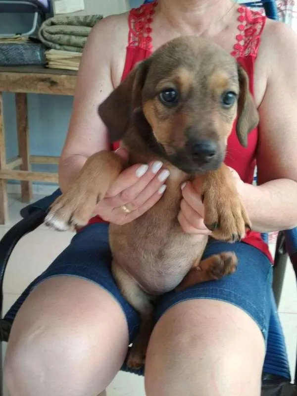 Cachorro ra a vira-lata idade 2 a 6 meses nome Malu