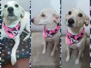 Cachorro raça SRD idade 1 ano nome Akira