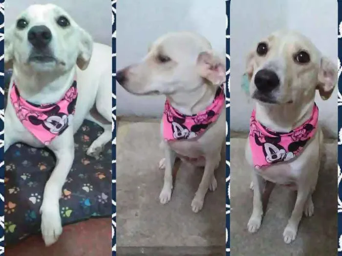 Cachorro ra a SRD idade 1 ano nome Akira