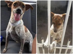 Cachorro raça SRD idade  nome Canela