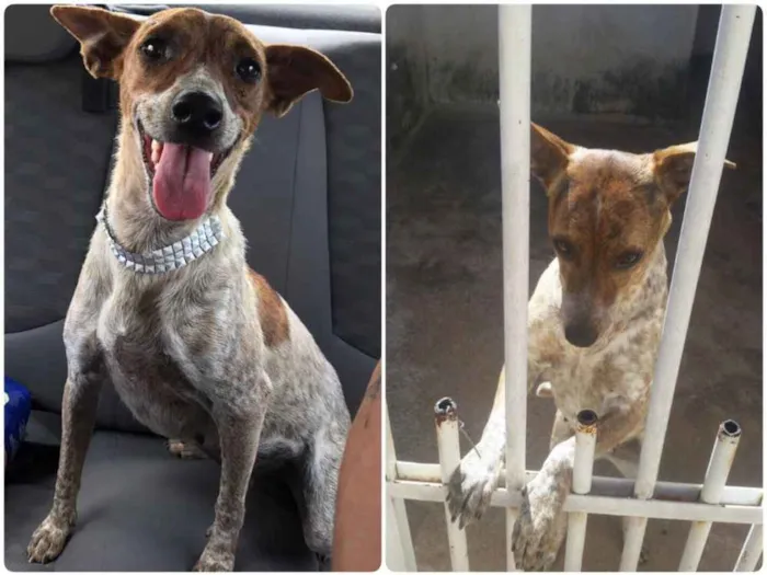 Cachorro ra a SRD idade  nome Canela