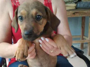 Cachorro raça vira-lata idade 2 a 6 meses nome Malu