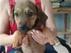 Cachorro raça vira-lata idade 2 a 6 meses nome Malu