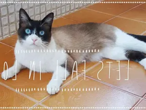 Gato raça srd idade 2 anos nome Luigi
