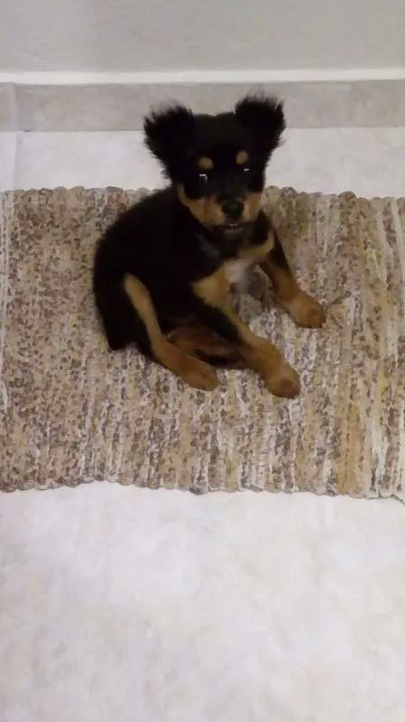 Cachorro ra a viralata idade 2 a 6 meses nome Romeu